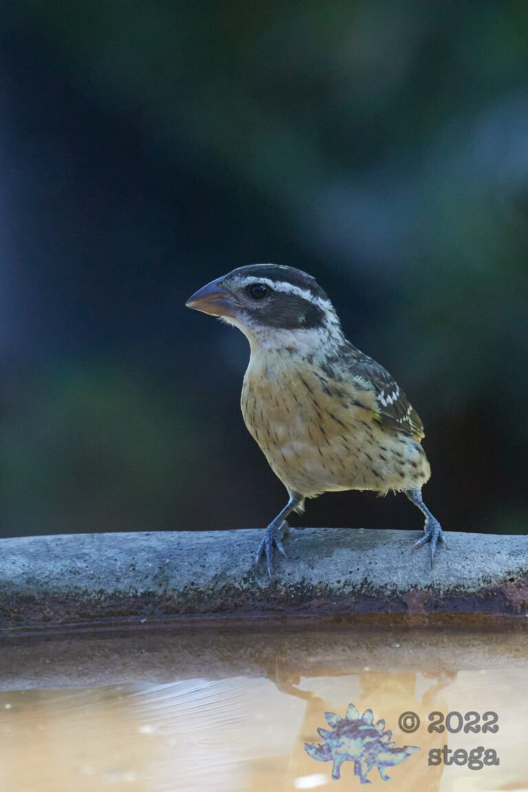 Black-Headed Grosbeak