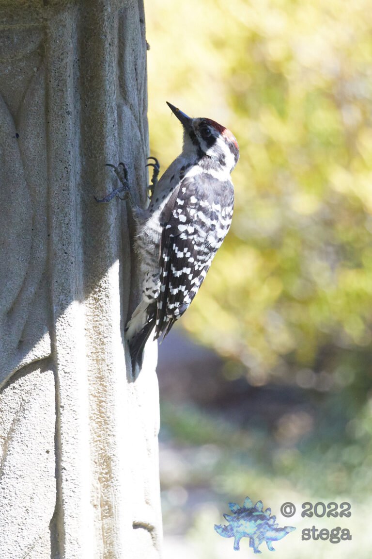 Nuttall’s Woodpecker