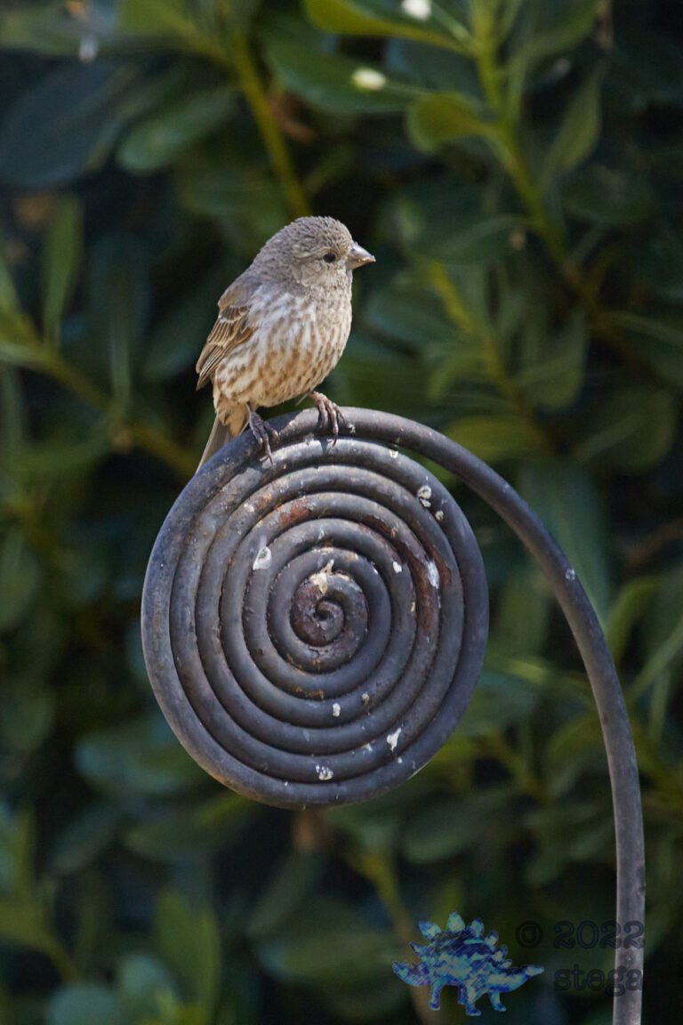 House Finch