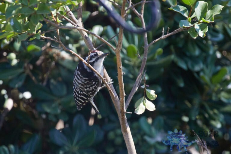 Nuttall’s Woodpecker