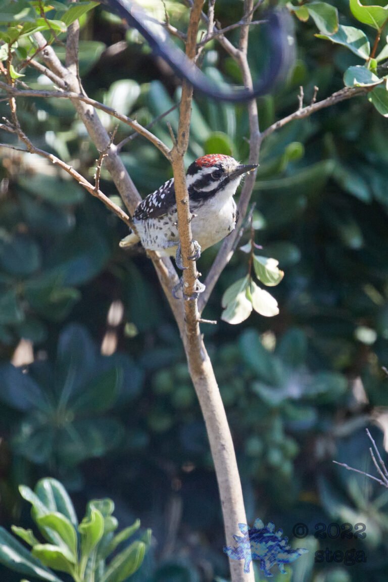 Nuttall’s Woodpecker