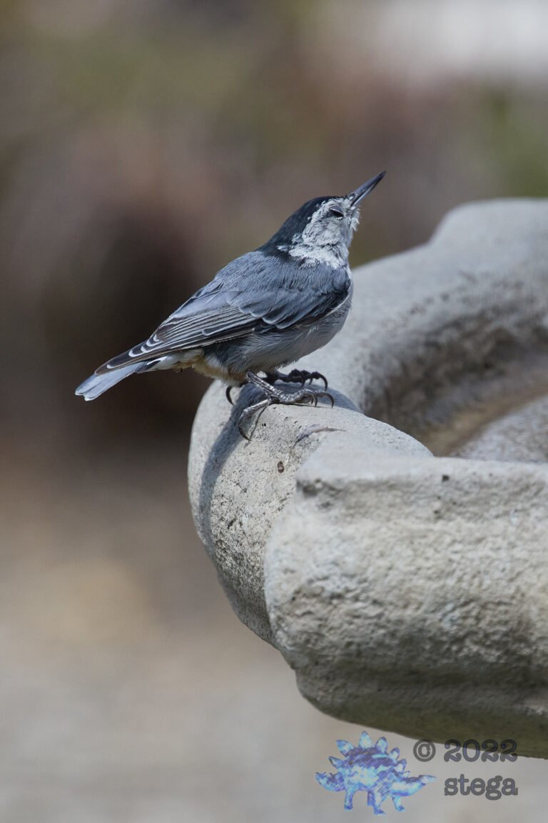 White Breasted Nuthatch