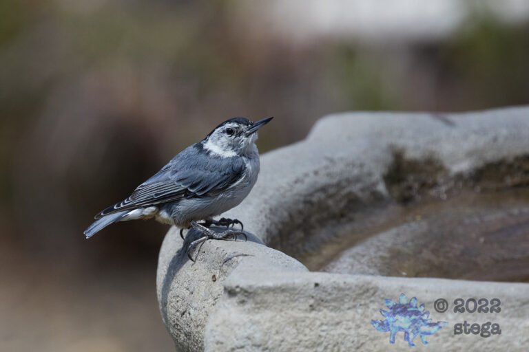 White Breasted Nuthatch