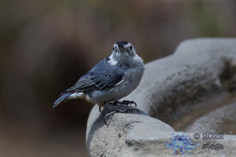 White Breasted Nuthatch