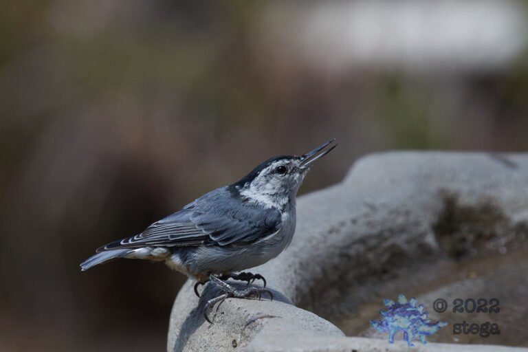 White Breasted Nuthatch