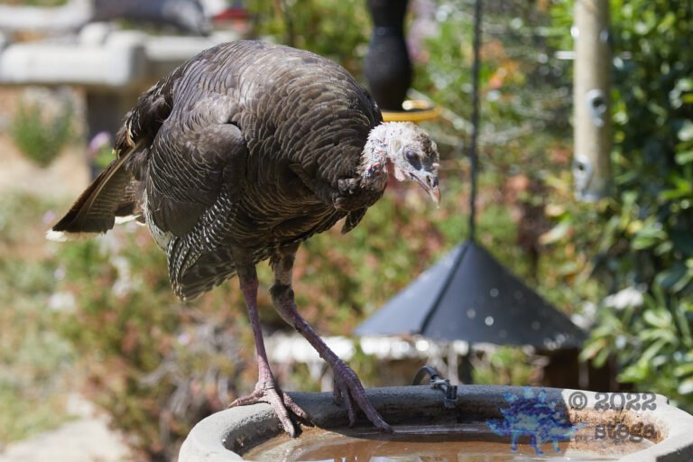 Injured Turkey