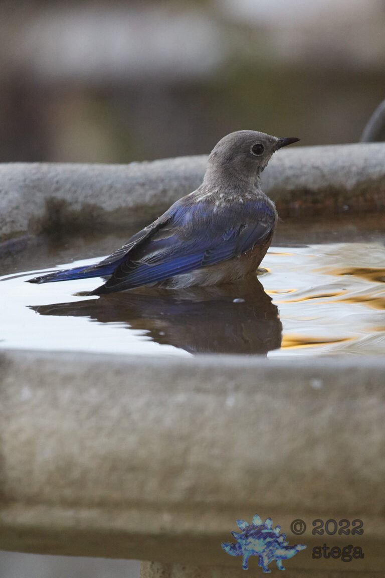 Western Bluebird