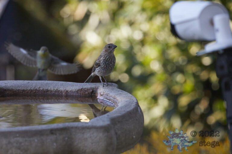 House Finch