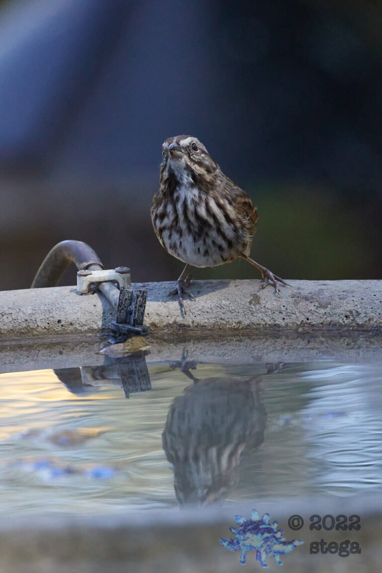 Song Sparrow