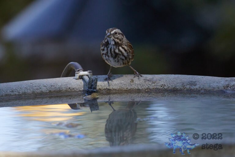 Song Sparrow