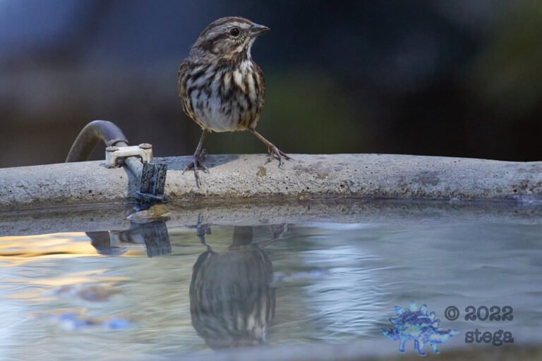 Song Sparrow