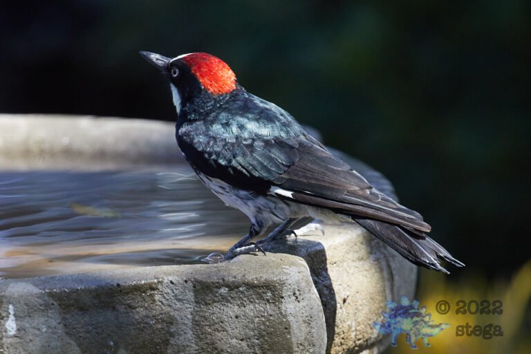 Acorn Woodpecker
