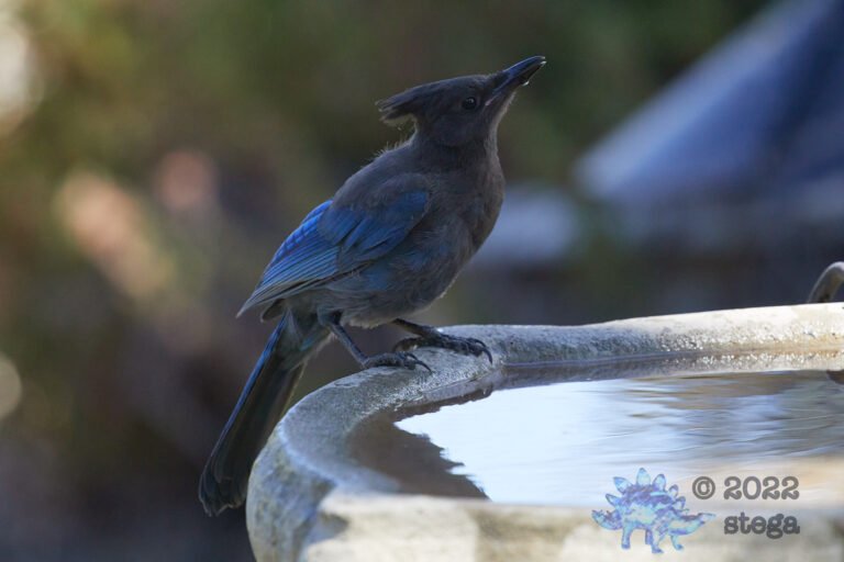 Steller’s Jay