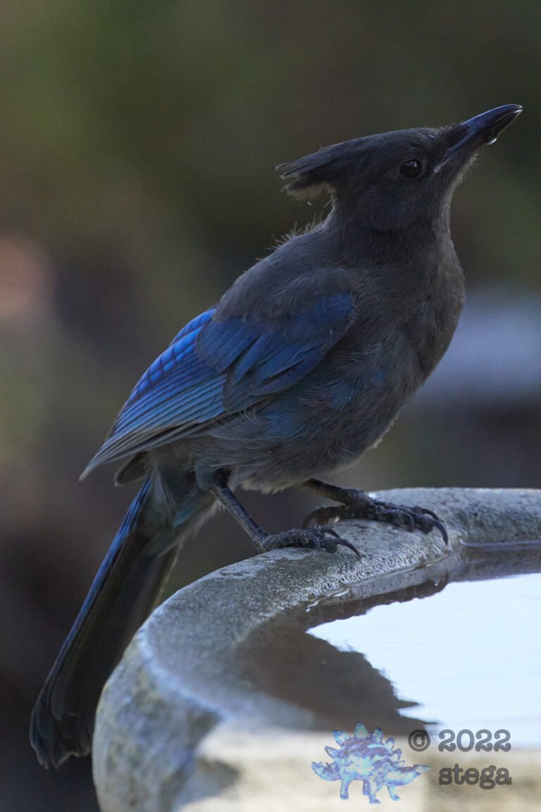 Steller’s Jay