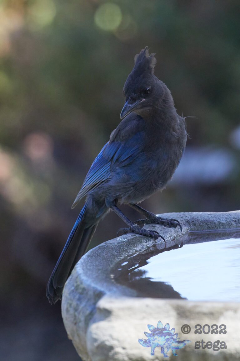 Steller’s Jay