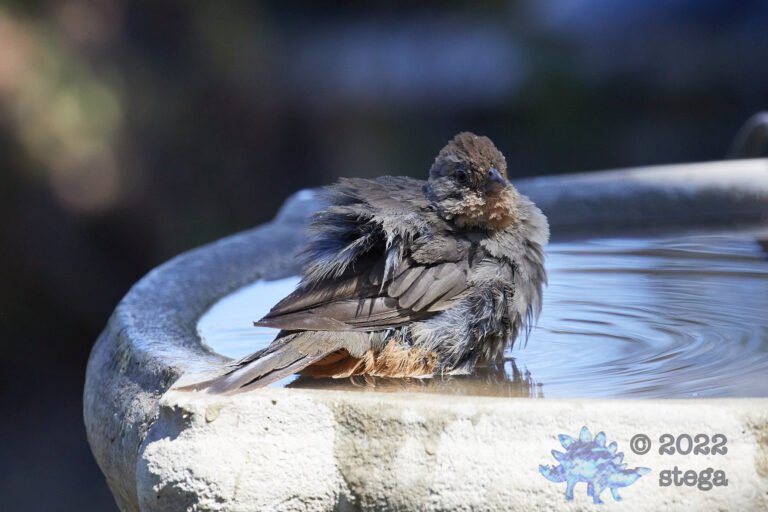 California Towhee