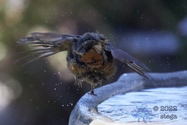 California Towhee