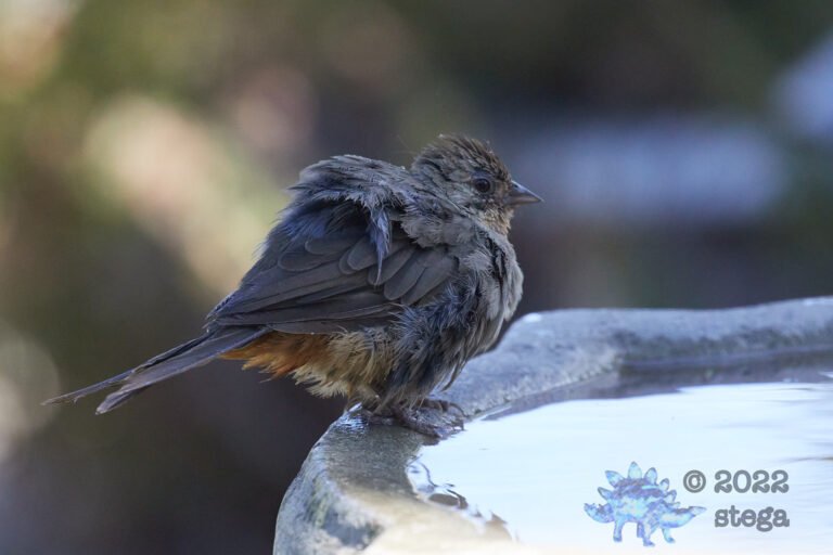 California Towhee