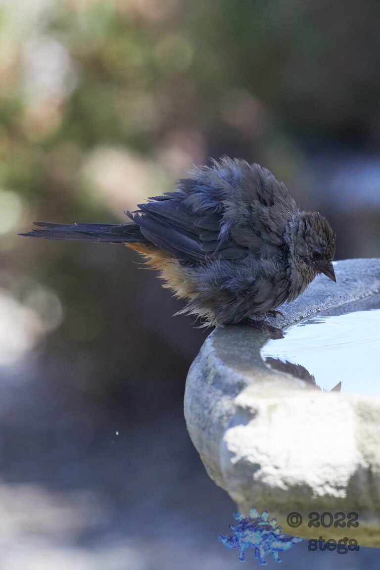 California Towhee