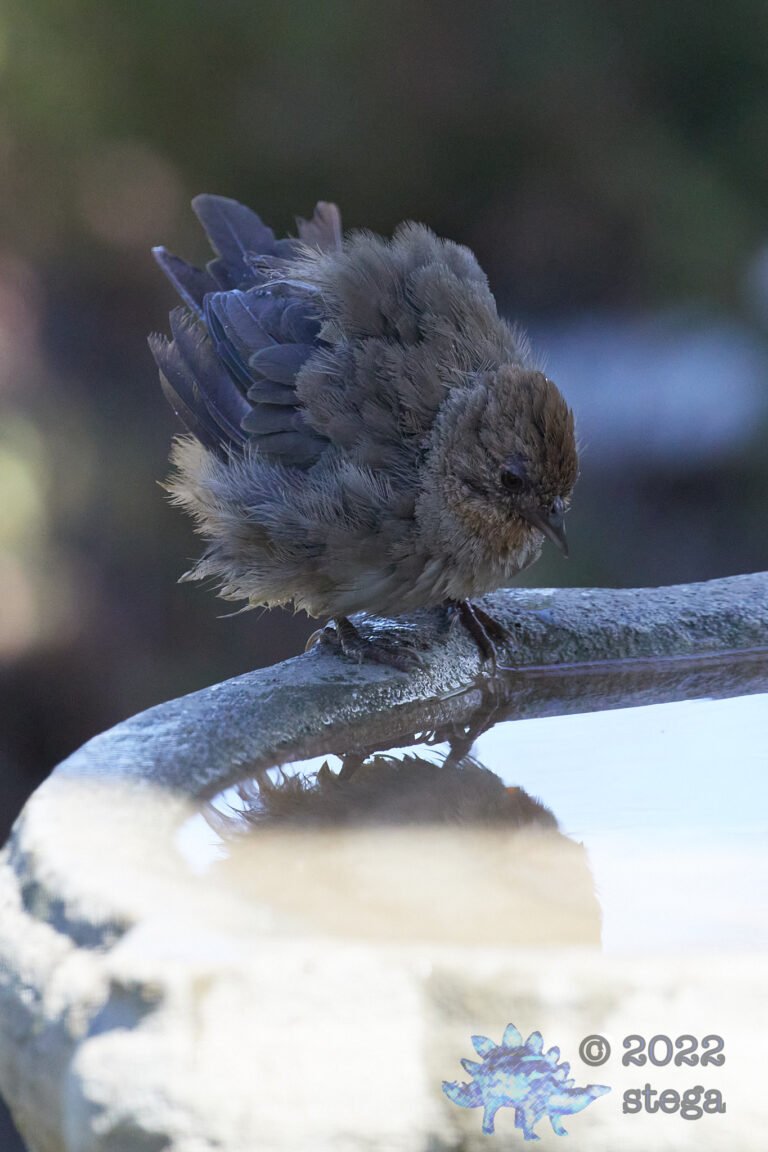 California Towhee