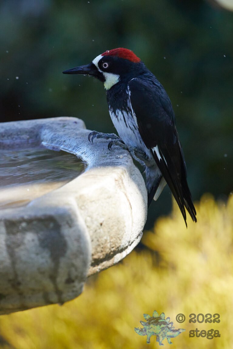 Acorn Woodpecker