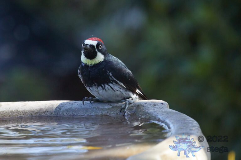 Acorn Woodpecker
