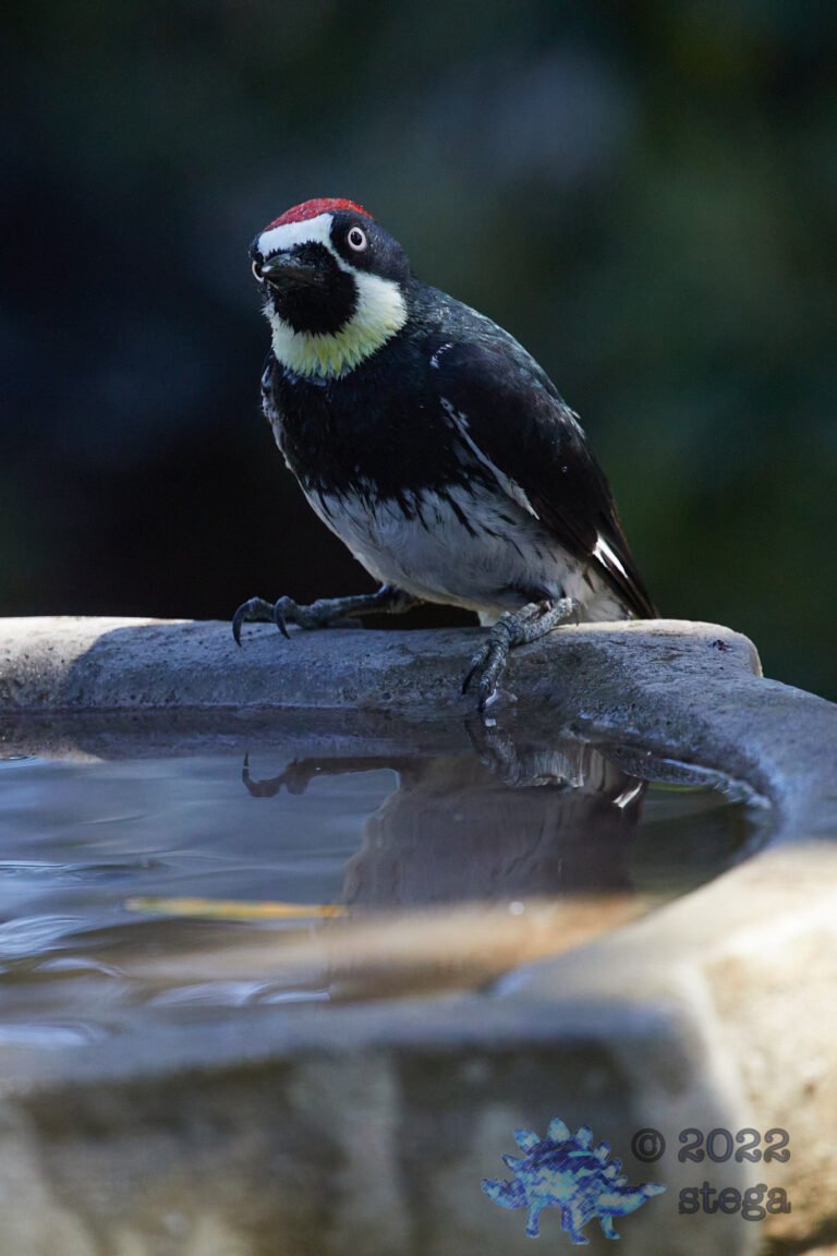 Acorn Woodpecker