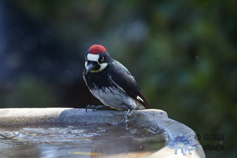 Acorn Woodpecker