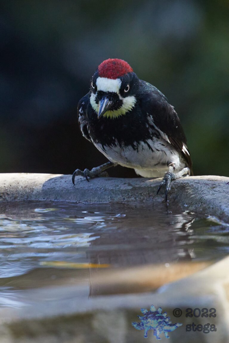 Acorn Woodpecker