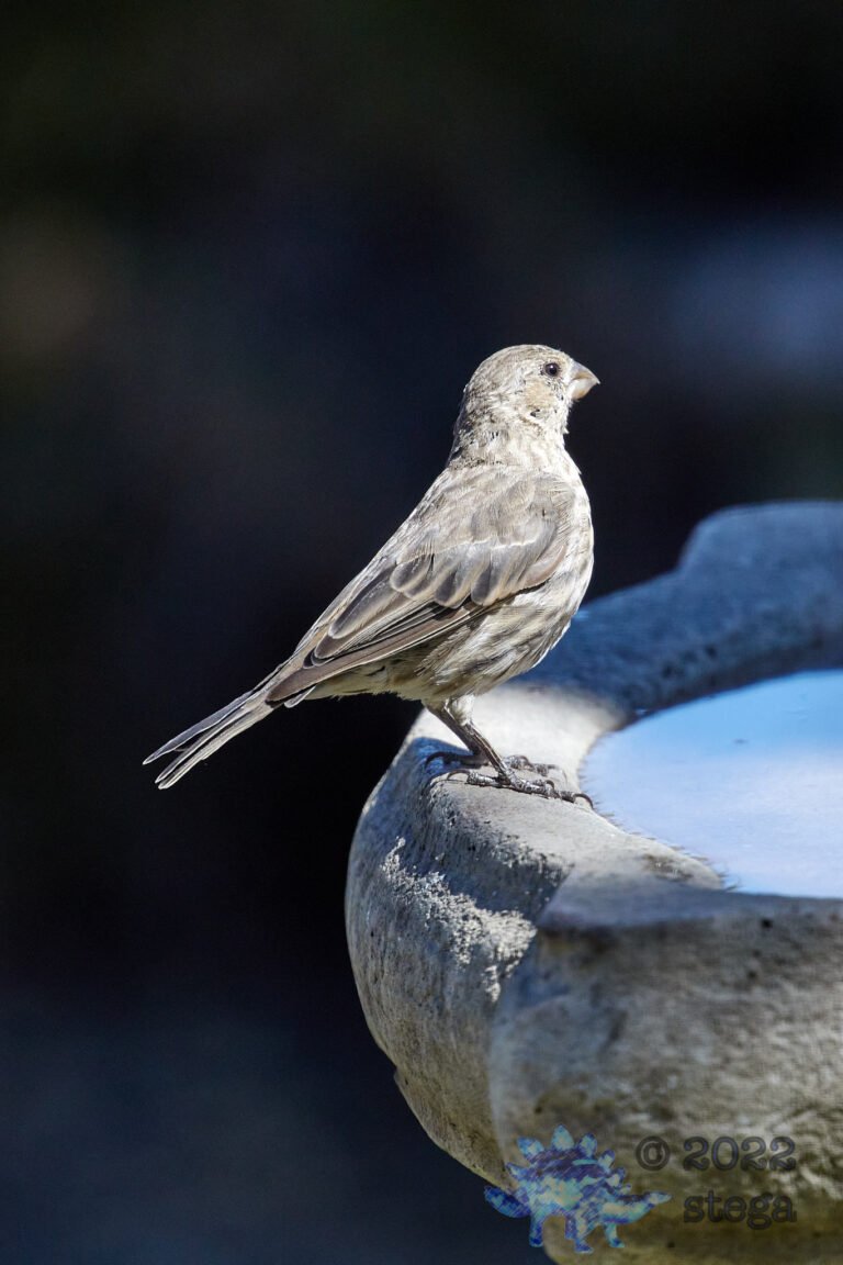 House Finch