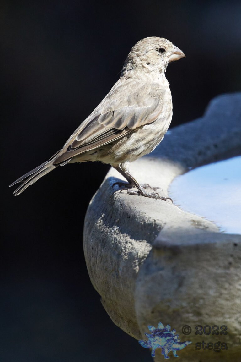 House Finch