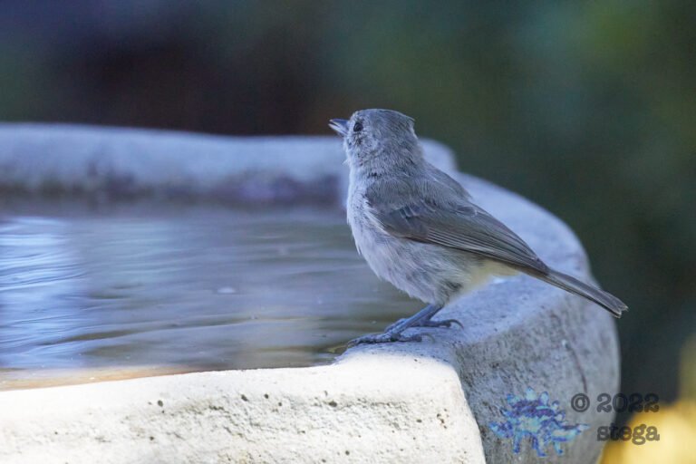 Oak Titmouse