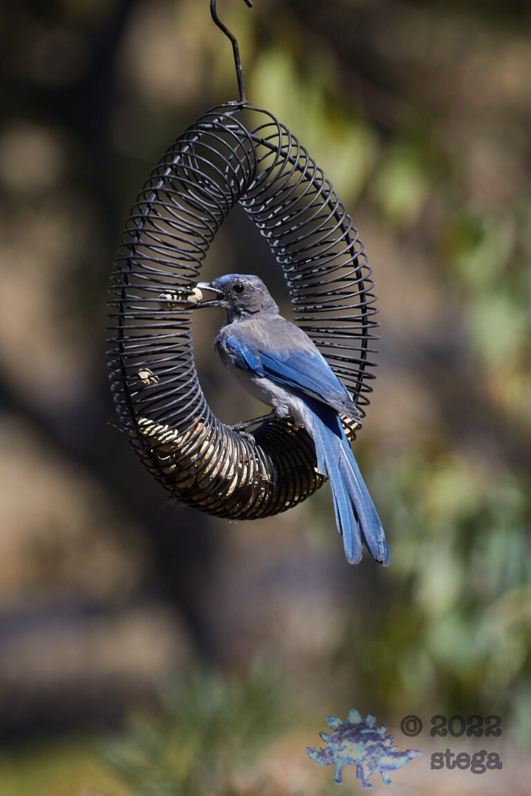 California Scrub Jay
