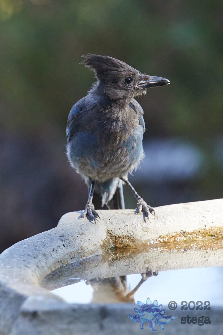 Steller’s Jay