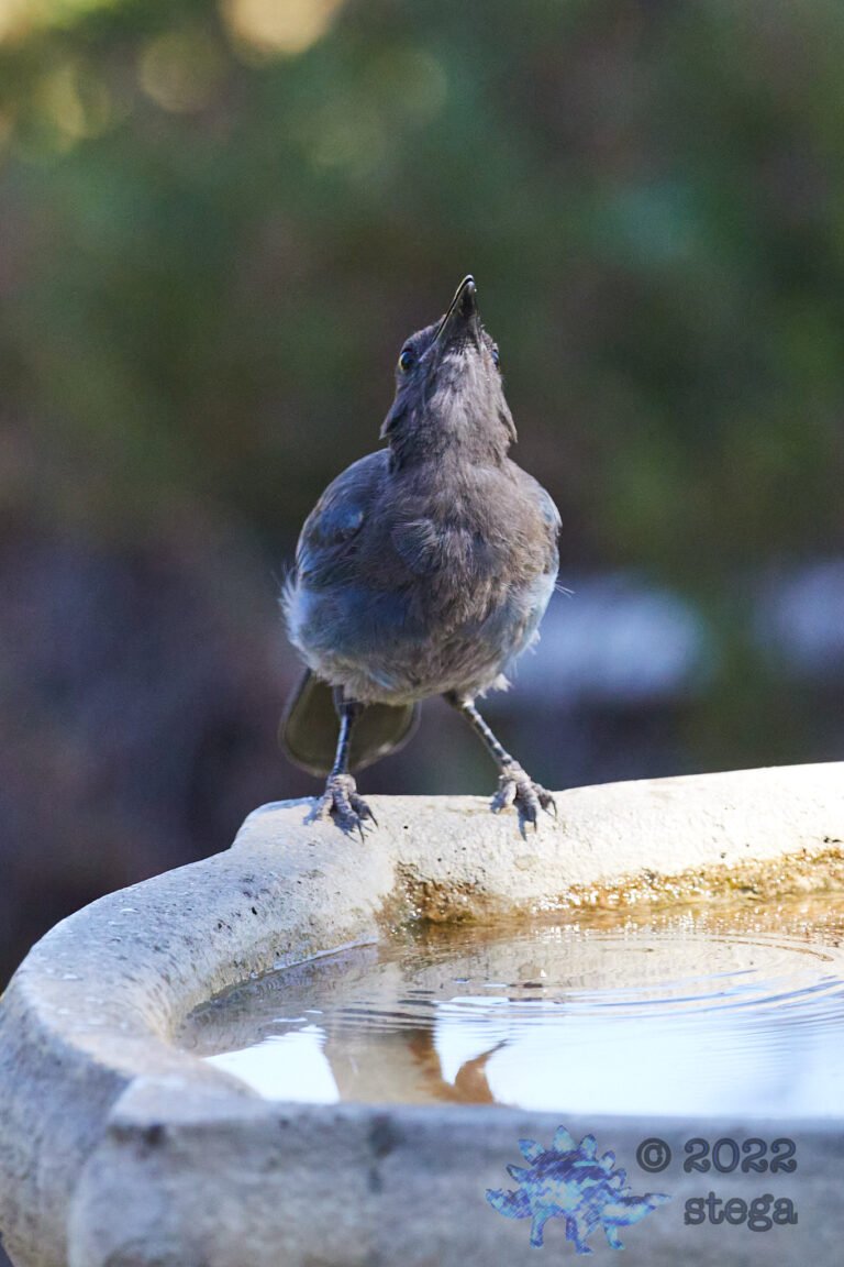 Steller’s Jay