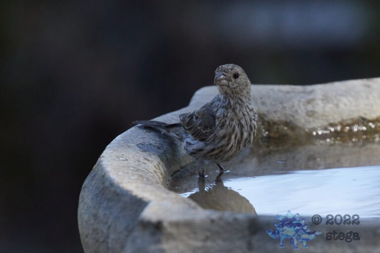 House Finch