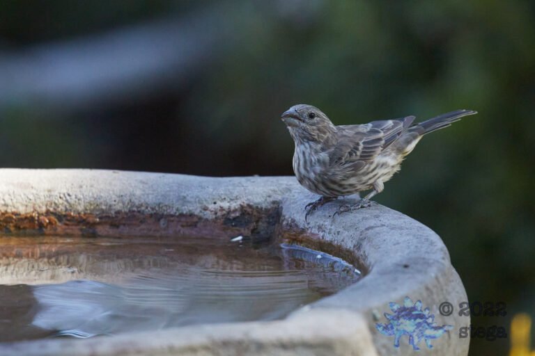 House Finch