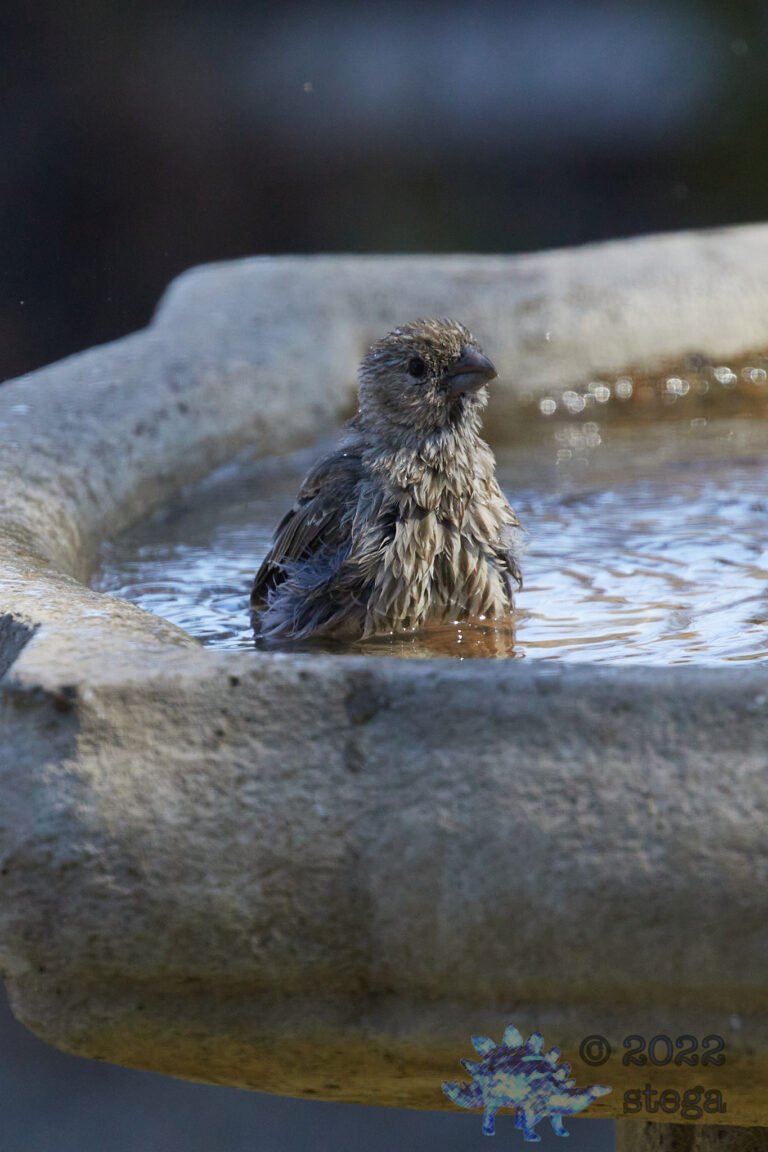 House Finch
