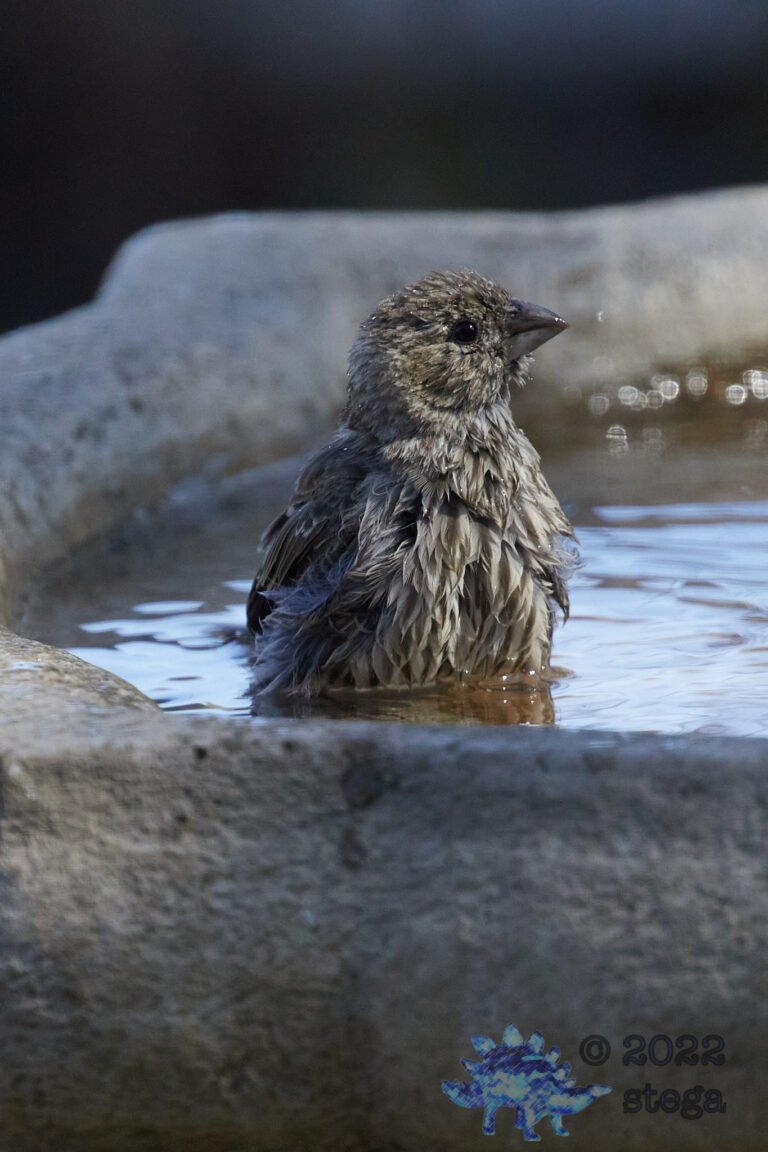 House Finch