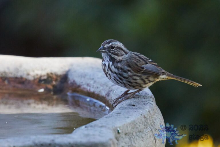 Song Sparrow