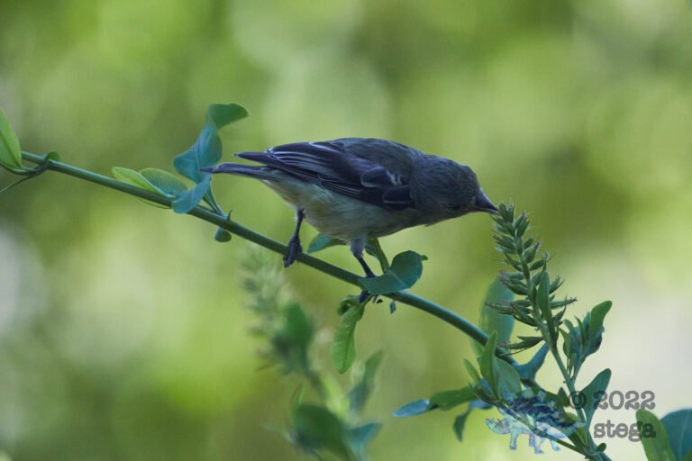 Lesser Goldfinch