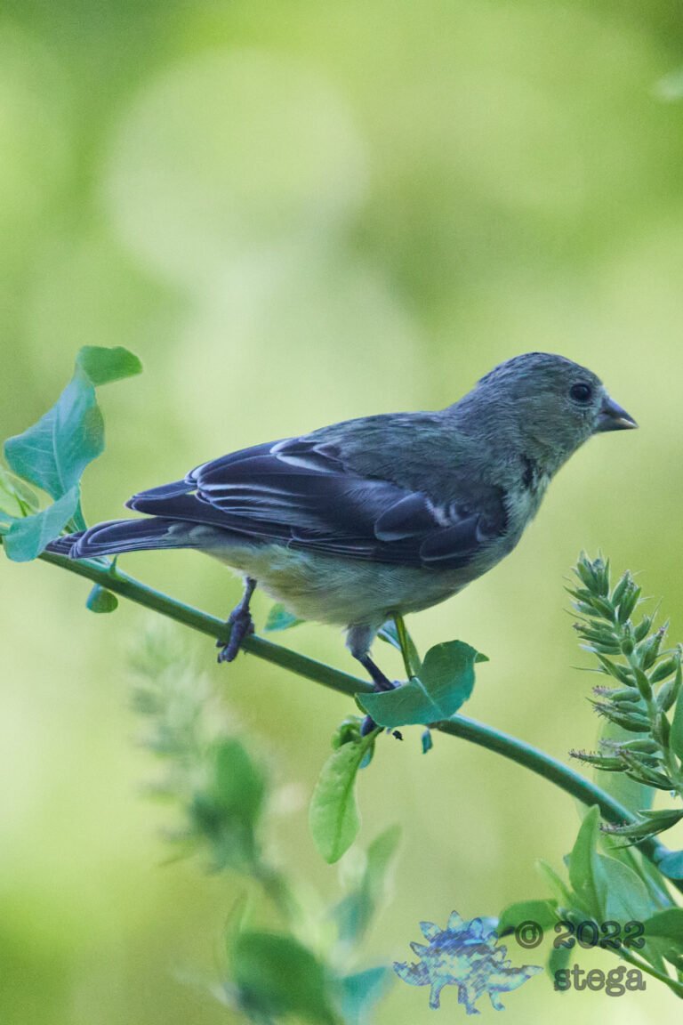 Lesser Goldfinch