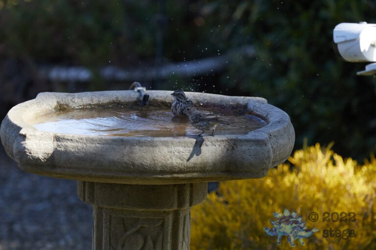 Finch and Sparrow