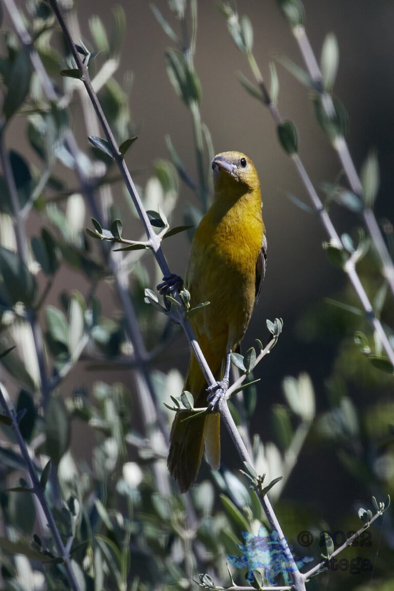 Hooded Oriole