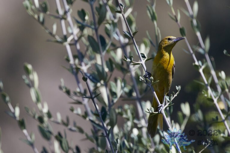 Hooded Oriole