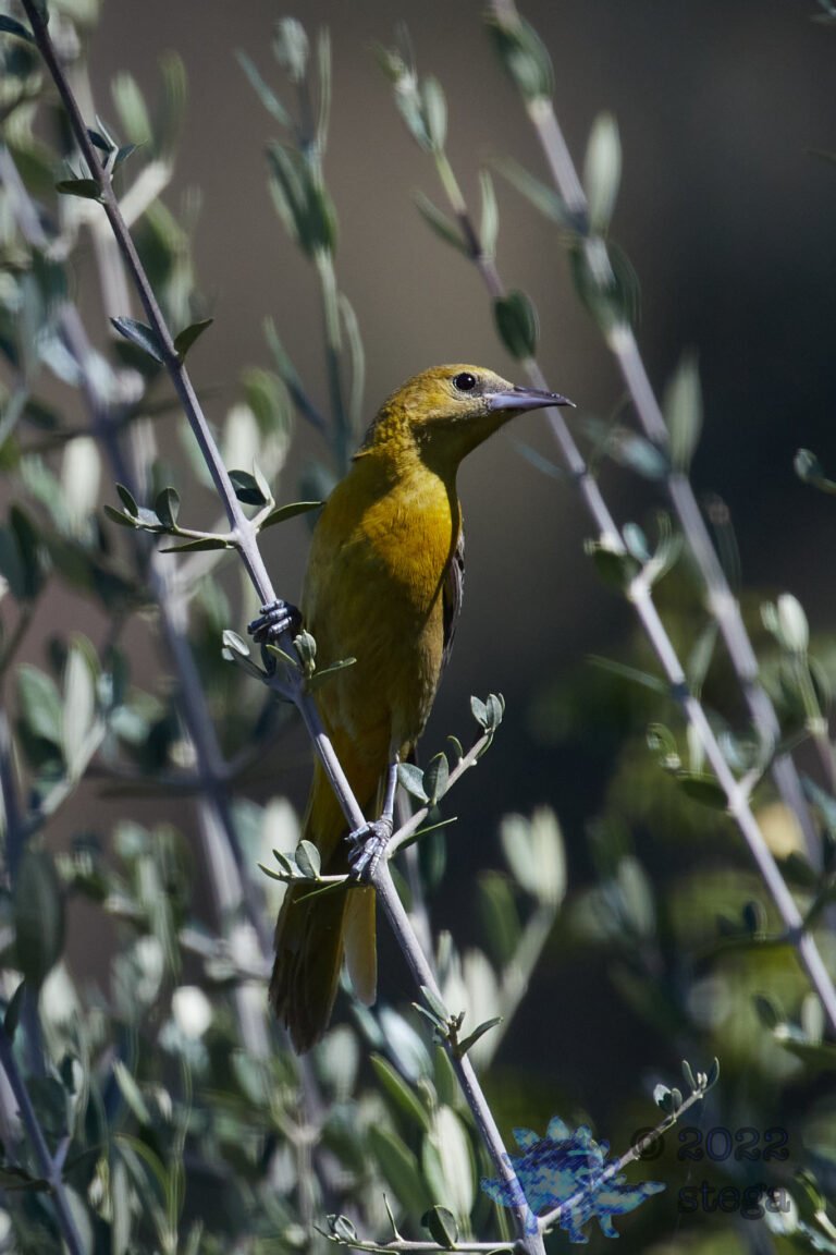 Hooded Oriole