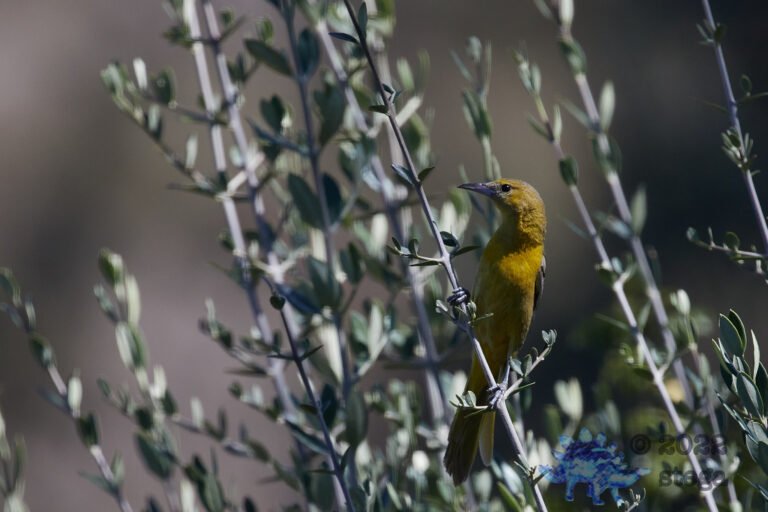 Hooded Oriole