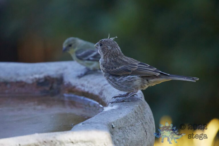 House Finch