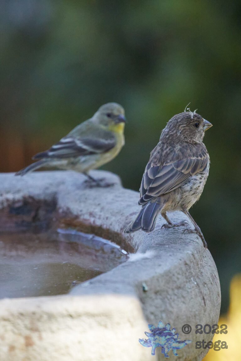House Finch