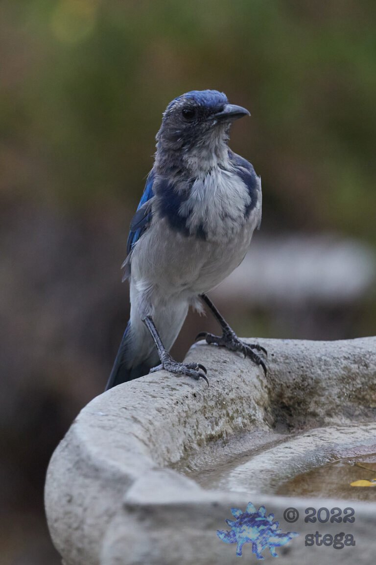 California Scrub Jay